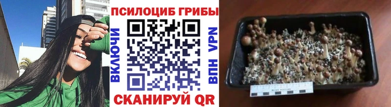 Галлюциногенные грибы Magic Shrooms  Купить  Перевоз 